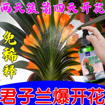 Clivia fertilizer special fat rotten root folder arrow yellow leaf disease drug orchid flower plant arrow accelerator flowering nutrient solution