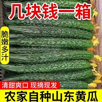 The farmhouse picks cucumbers fresh vegetables natural seasonal fruits cucumbers crispy and tender cucumbers with thorns 9 catties