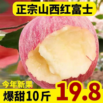 Shanxi fresh red Fuji apples 10 catties pregnant womens fruit season full box ugly flat fruit crispy sweet green freshly picked 5