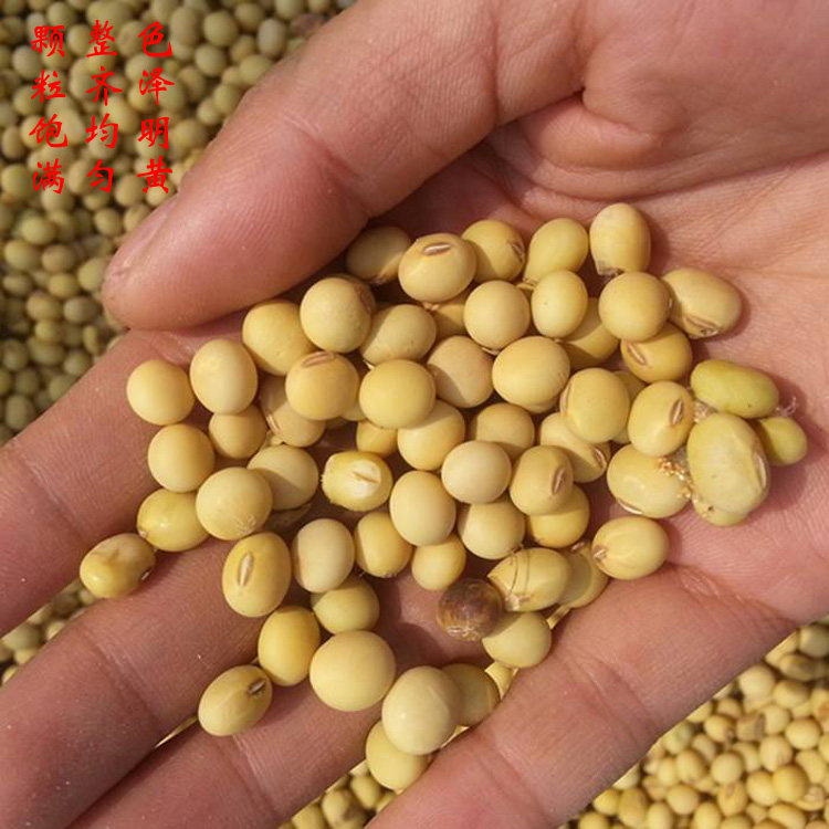 小黄豆农家自然种植四川老品种做种子生豆芽磨豆浆点豆花五斤包邮