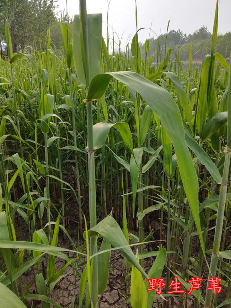 新鲜粽叶芦苇叶 粽子叶 非竹叶 柴叶 棕叶 纯天然野生粽叶3份免邮_双