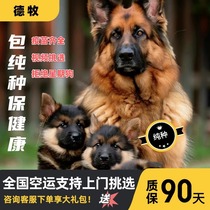 Purebred German Shepherd Puppy Black Back German Shepherd Large Dog Wolf Dog Live Pet Dog