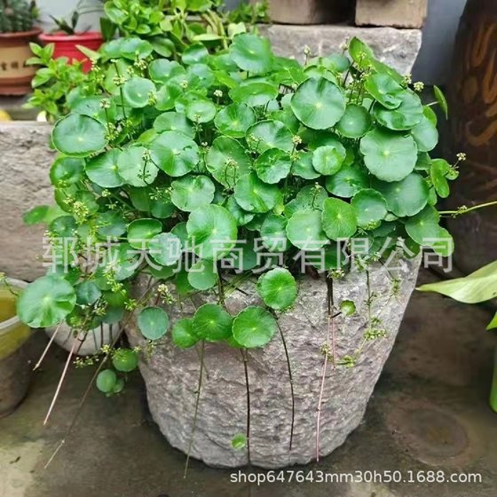 Old Shidun Old Maidun 도매 견적 Old Shishi Money Stone Mugs는 구매를 환영합니다. Old Shidun Old Maidun 도매 견적 Old Shishi Money Stone Mugs는 구매를 환영합니다.