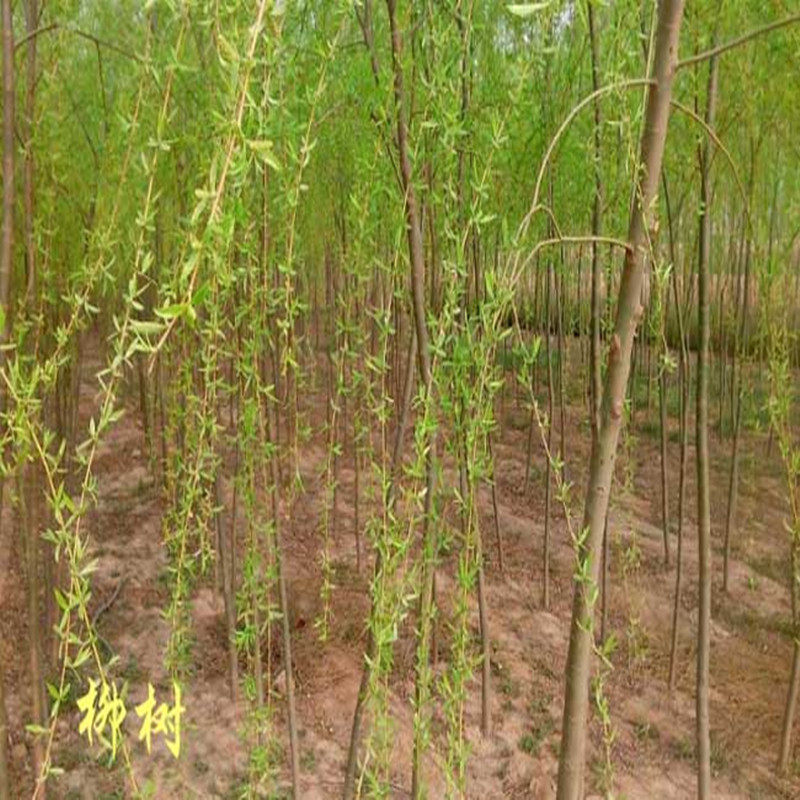 黄金柳 金丝垂柳 垂柳小苗 柳树枝条 垂杨柳树苗垂柳苗竹柳树苗
