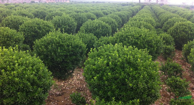 是否含花盆:不含盆 主要开花季节:春季 植物品种:冬青 是否带花苞/花