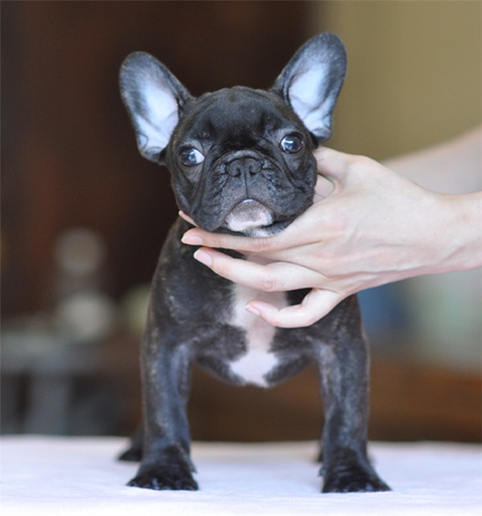 纯种黑色虎斑色法国斗牛犬/法斗幼犬法牛活体宠物狗狗幼崽/有公母_7折