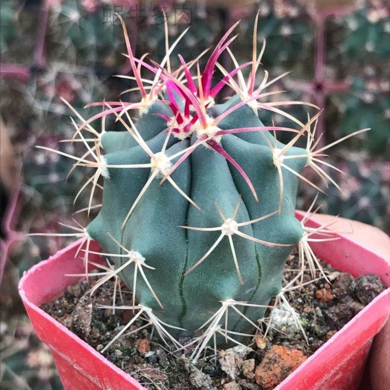 开花仙人球 神仙玉 精品实生仙人球 办公防辐射 花卉绿植 小盆栽