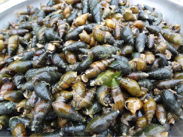 舌尖上的中国2美食 开化青蛳 清水螺蛳清蛳青丝田螺包邮 尝鲜500g