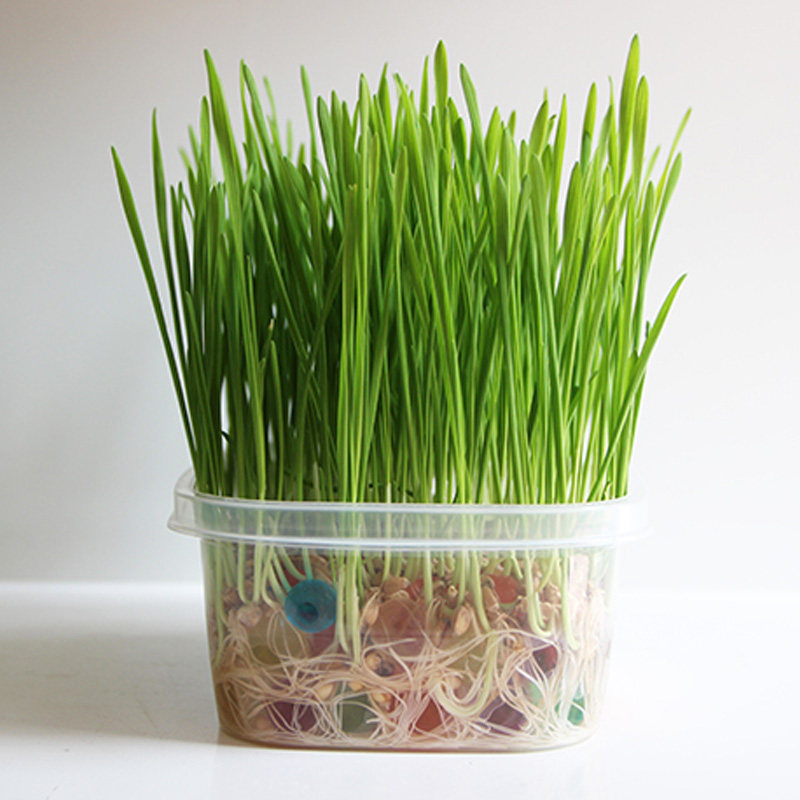 猫薄荷水晶水培猫草种子猫草种植套装猫咪去毛球调理肠胃猫零食