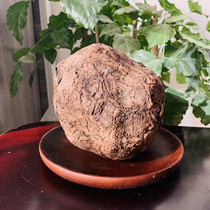 Wild whole fresh stock Poria Zhengzong Yunnan 2021 No sulphur edible raw fresh to moisture origin Chinese herbal medicine