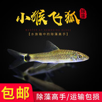 Small monkey flying foxfish with algae fresh water straw cylinder ornamental fish living special clear silk alga just woolly starfish tool fish