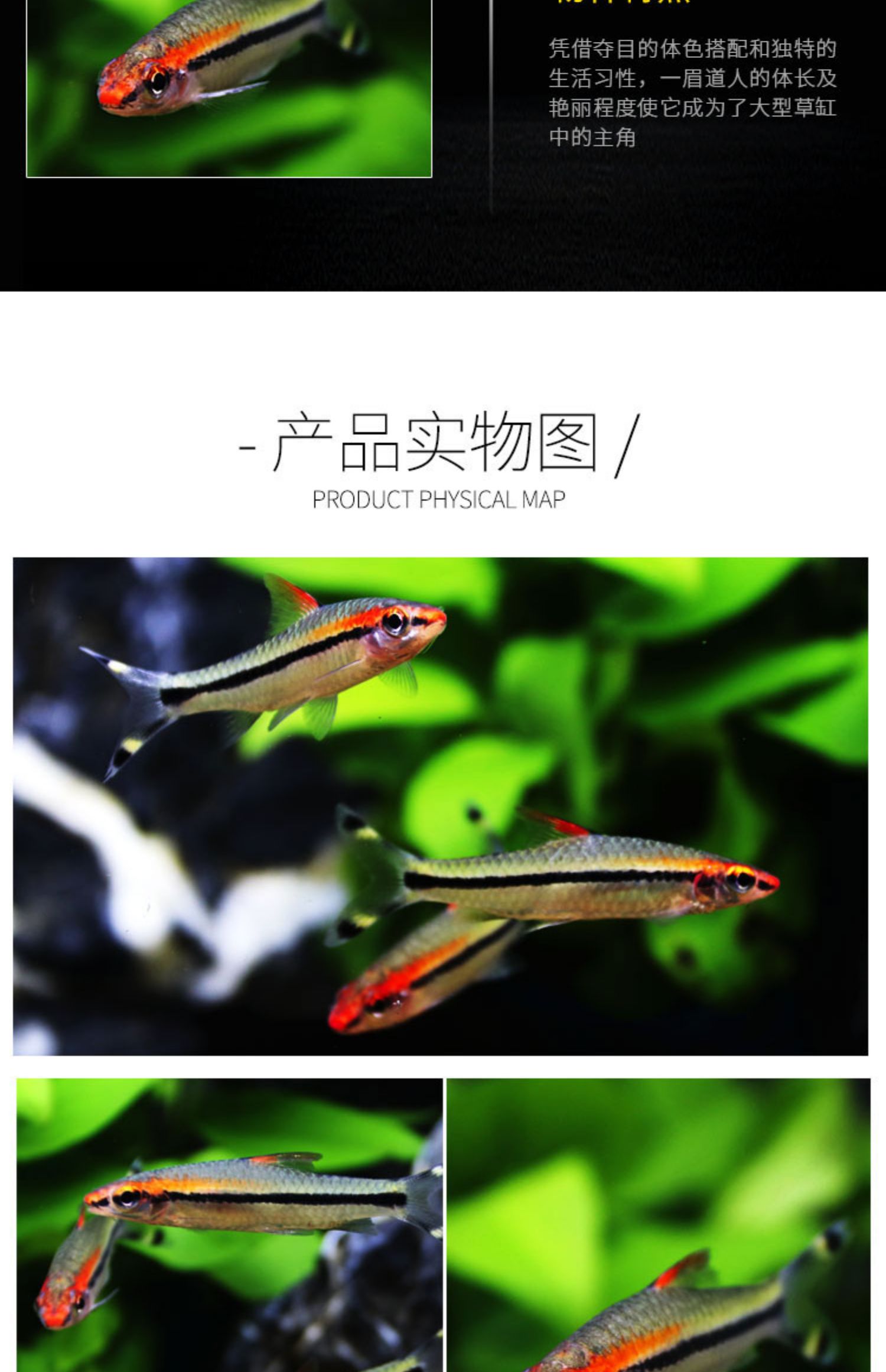 一眉道人鱼活体热带观赏鱼宠物鱼活体水族红眉道人草缸鱼缸群游鱼