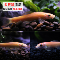 Golden Moss Fish Live Freshwater Tropical Ornamental Fish Scavenger Wort Green Moss Fish Tank Clean Tool Fish Other Than Algae Bottom Shelter
