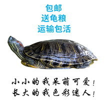 Tortoise Brazilian Tortoise Chinese Grass Tortoise Live Ornamental Tortoise Small pet Tortoise Seedlings Waitang Golden Line Grass Tortoise Couple Tortoise