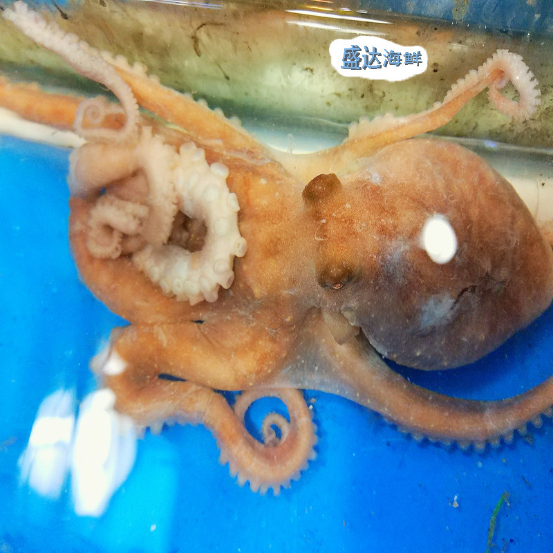 北京 新鲜海鲜 野生海捕八爪鱼 八带鮹 章鱼 望潮 500g
