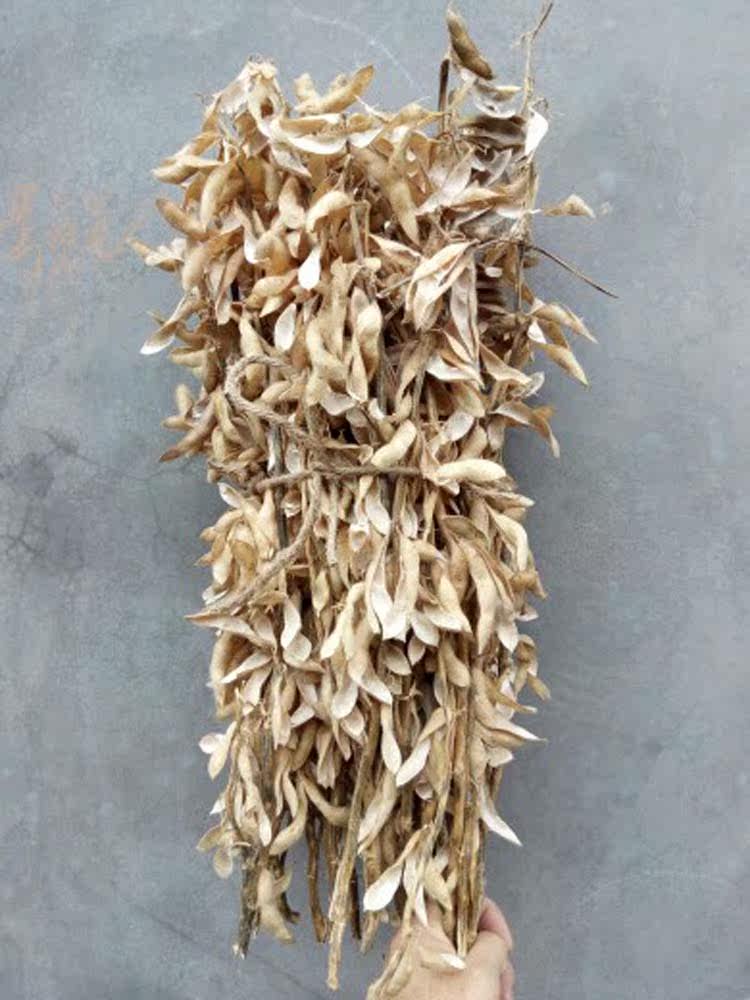 大豆秸秆 黄豆大豆梗干货 黄豆杆茎梗 结婚 装饰插花农村拍摄道具 周