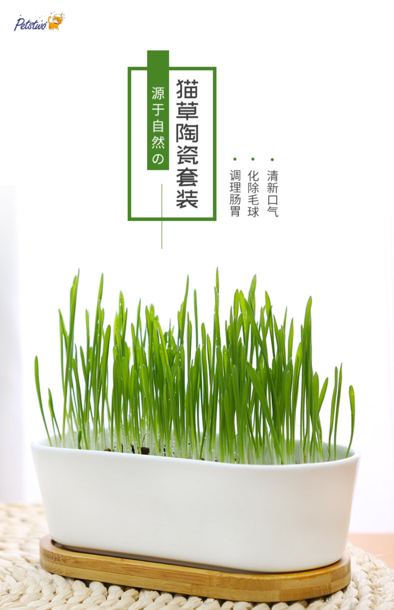 猫草种子去毛球化毛猫薄荷猫草水培