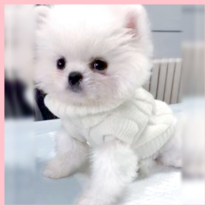 Dog clothes winter sweater Teddy small dog Bo Mei Ke method cow law fight clothes Princess tide Red Winter