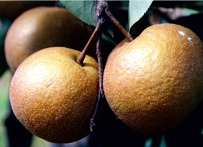 云南丽江特产丽江木梨(特大号)