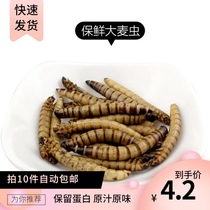 Fresh-keeping barley worms hedgehog feed dense bagliders food high-grade food snacks honey Kolk nutrition high protein freeze-dried insects
