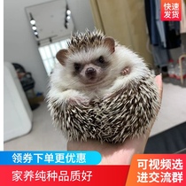 Home breeding purebred African mini hedgehog pet Pet Net red baby baby bag live healthy thoroughbred