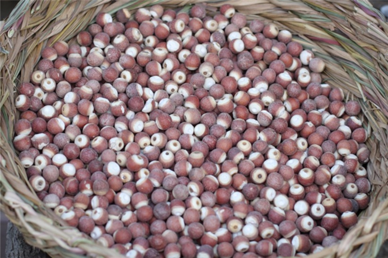 鸡斗米肇庆苏芡实干货500g包邮特价新鲜特级农家自产鸡头米一级_7折