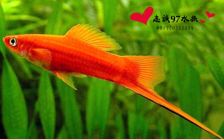 红剑鱼 热带鱼 观赏鱼 红箭鱼 容易饲养鱼 可生仔