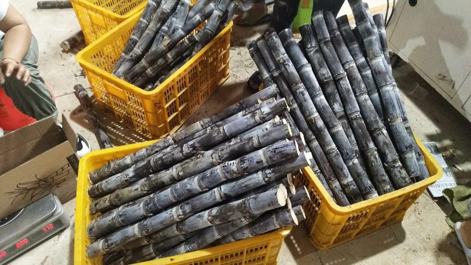 包邮广西产当季特产黑皮甘蔗水果好吃新鲜脆甜重5斤