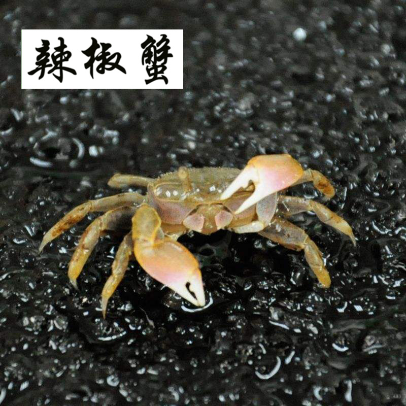 迷你蟹辣椒蟹活体宠物螃蟹观赏蟹吃虫除藻淡水蟹鱼缸爬行底栖动物