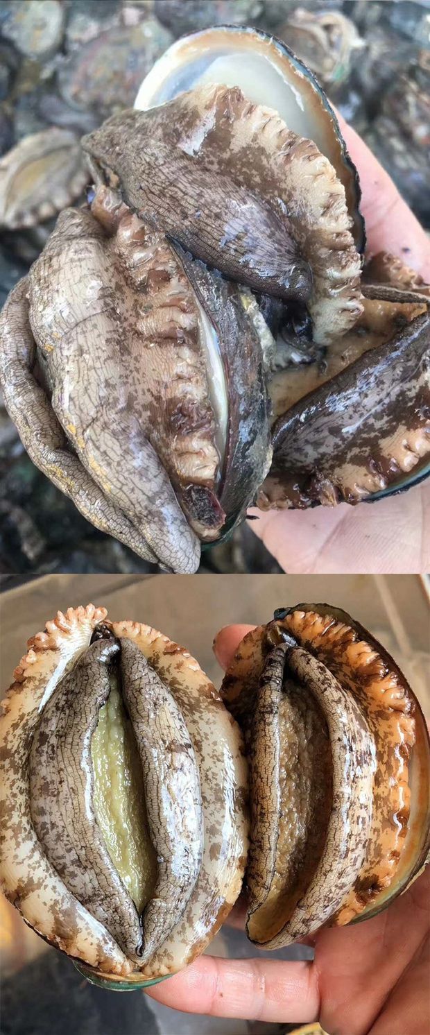 5头鲜活野生大鲍鱼 贝类海鲜 当天捕捞当天发货 2份顺丰包邮