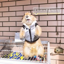 Meng squirrel clothes mink clothes black-tailed marmot clothes winter tide down cotton clothes pure handmade original set