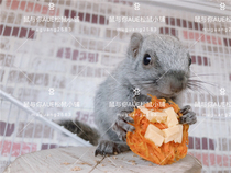 Handmade snacks carrot puree cheese cake squirrel black-tailed marmot Honey Flower Branch mouse Golden Bear snack