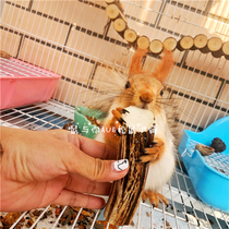 Demon King Snow and other squirrels such as squirrels such as the Demon King Snow and other rodents Calcium supplement molars Natural calcium source Natural antler Mill