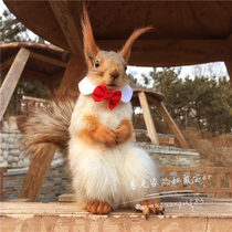 Squirrel supplies squirrel clothes decoration cute bow tie tie squirrel Teddy ChinChin rabbit mink bow tie collar