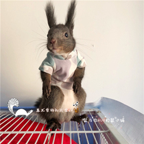 Squirrel clothes spring and autumn winter clothes stand collar selling cute small clothes a variety of styles camouflage colors