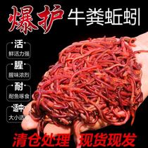 Earthworm nest material Fish food bait supplies Pure bulk black pit nest material Crucian carp wild fishing red earthworm herring