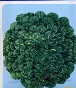 中八叶乌塌菜种子|塌棵菜 小白菜种子 特菜种子 秋播白菜种子 15g