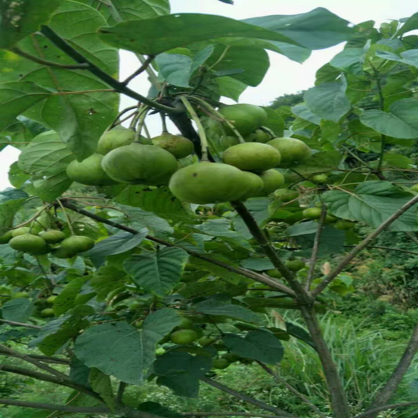 天然桐油生桐油 特级桐油 四川桐油 桐子压榨天然包邮 厂家直销