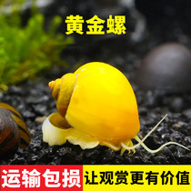 Golden snail Oversized abalone snail Ornamental snail Apple snail Shit-eating snail Freshwater cleaning water snail cleaning fish tank