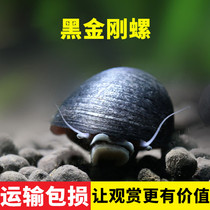 Black diamond snail Bee horn snail Apple snail Golden snail Abalone snail Fresh water clean fish tank eat dung snail Algae removal