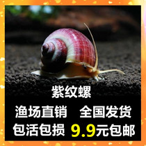 Purple snail Ornamental pet Purple gold snail Living mysterious snail Freshwater Ivory snail Grass cylinder algae removal tool Snail