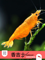 Xiangji Shi shrimp algae removal Ornamental shrimp Orange glass cherry blossom Extreme fire paint yellow rice shrimp egg holding Pet egg holding shrimp