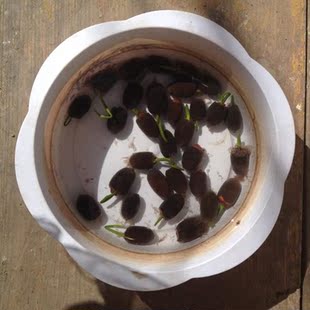 水培四茎迷你莲根植物套餐季种花卉荷花盆栽植水生碗莲含花盆小睡