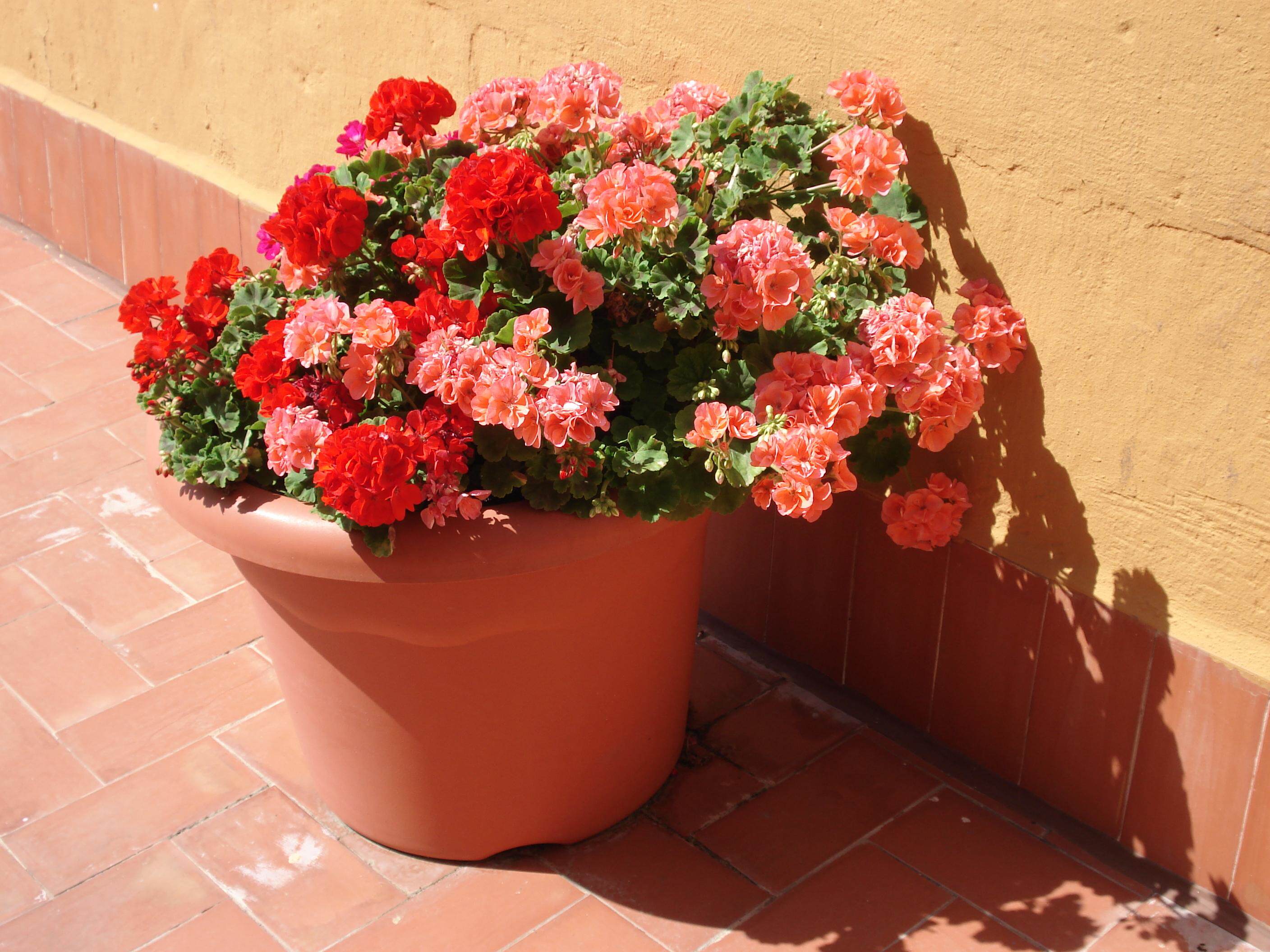 天竺葵的气味独特,香甜而且浓重,有点像玫瑰,又有点像薄荷,是一种天然