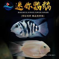 Mini parrot fish ornamental fish live small freshwater fish tropical fish blue and white gold reproducible fry easy to live
