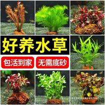 Fish tank aquatic plants real grass landscaping centipede water-soluble decoration negative purification water quality ecological lazy artificial landscaping complete set