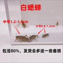 Milk tea cup sterile white cricket live animal reptile feed oil gourd cricket lizard gecko turtle frog nutritional food