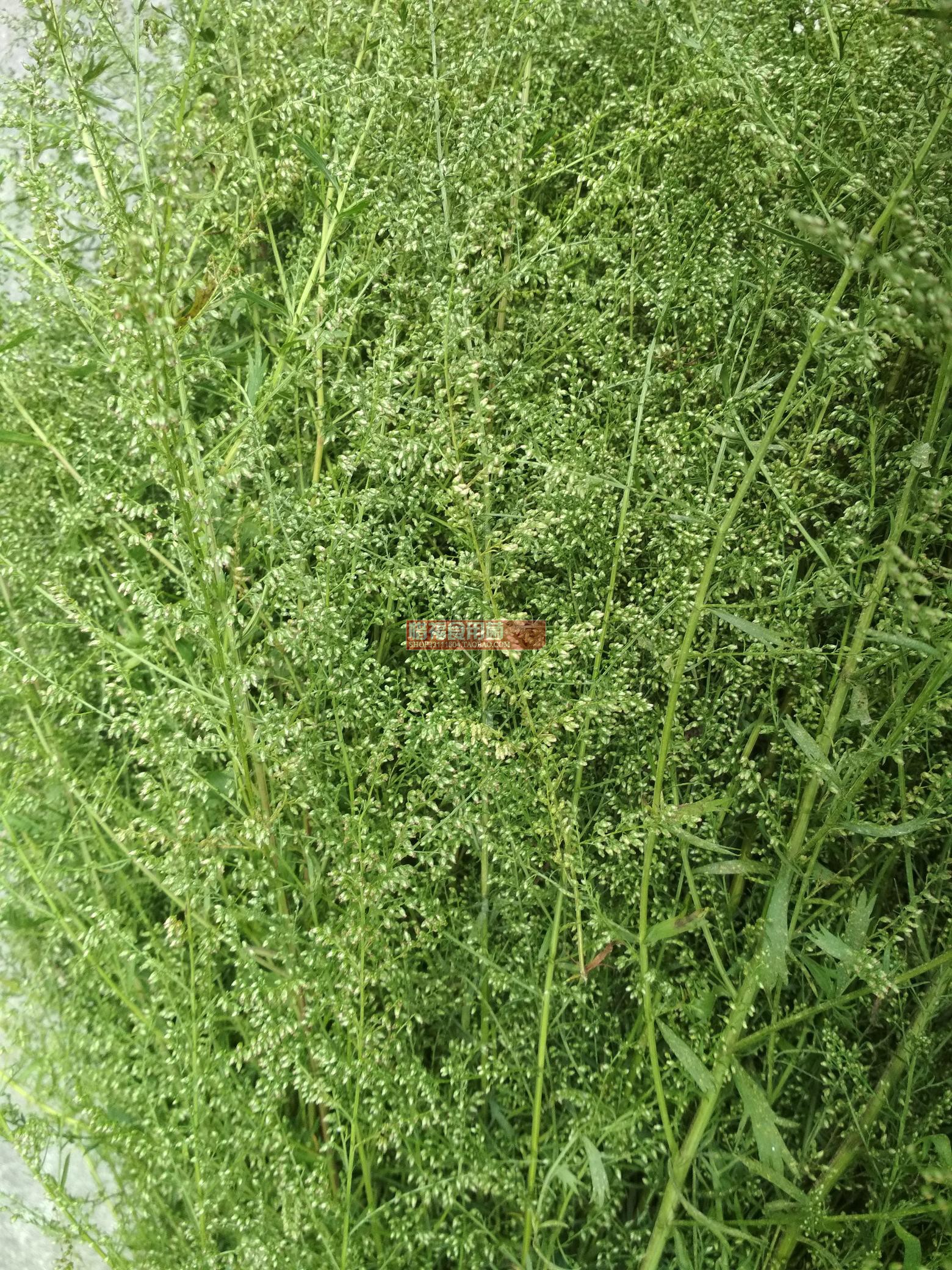 2斤包邮福建古田屏南牡蒿 青草汤 药膳 牡菣 齐头蒿 油蒿晒干500g
