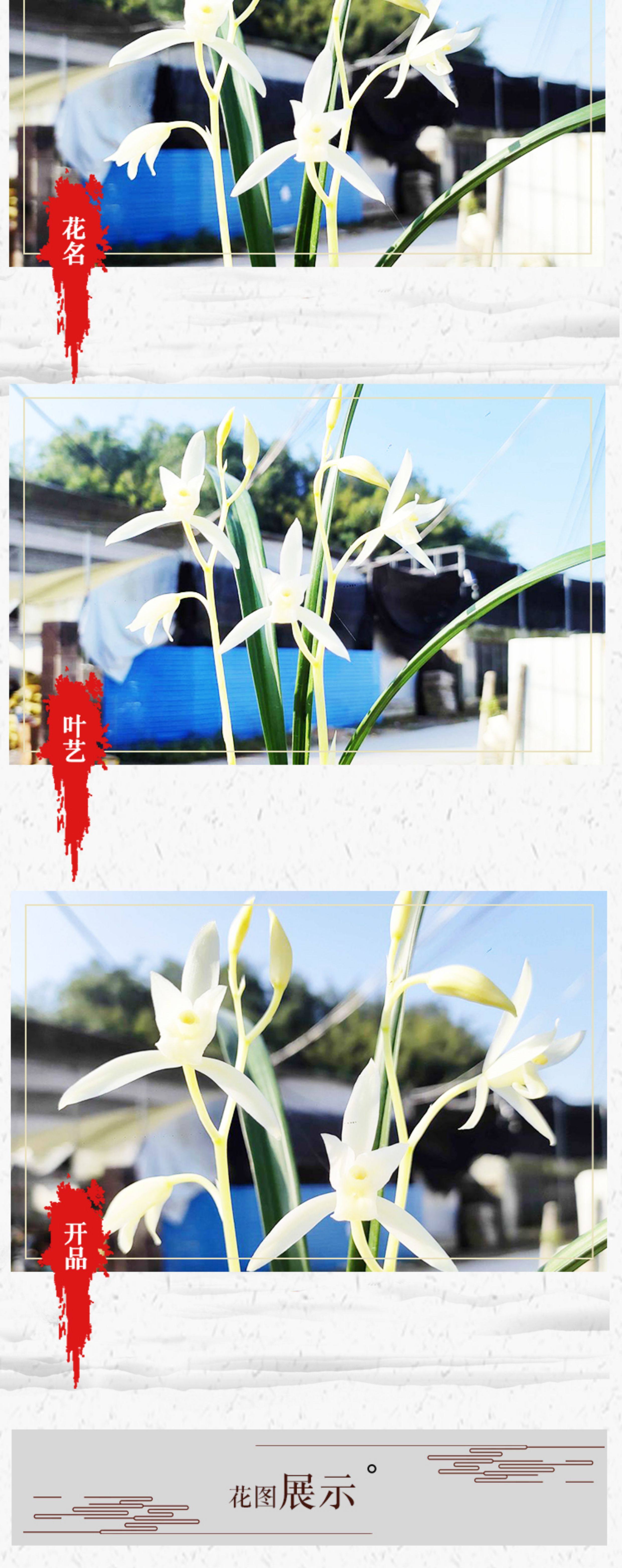 闽兰花都白色花建兰皓雪原生老种浓香型夏带花苞阳台客厅好养易活