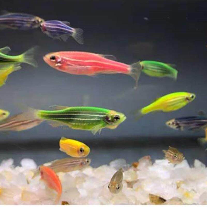 观赏鱼淡水蓝莓斑马鱼荧光鱼青苹果(热品库)